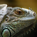 Iguana-lizard-head14404freephotos